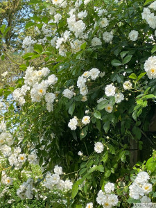 Rosa guldand d'amour                    